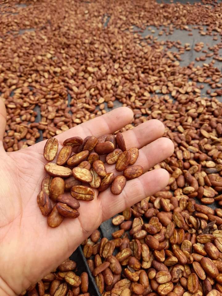 Tostado del caf&eacute; ISASI