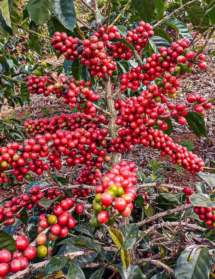 Cosecha del caf&eacute; ISASI